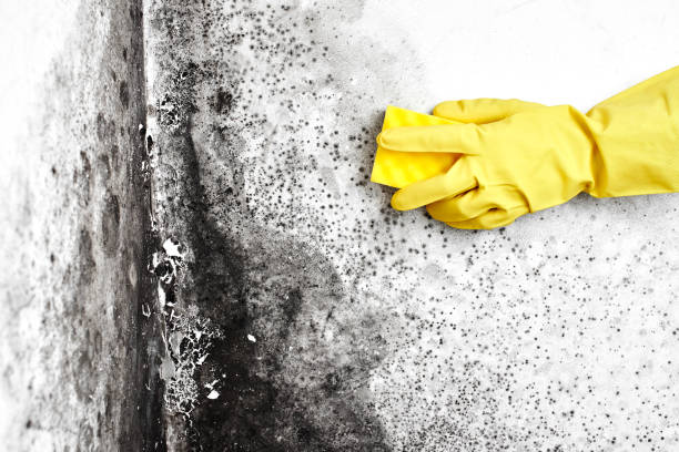 Best Toxic Mold Removal  in Bonita, CA