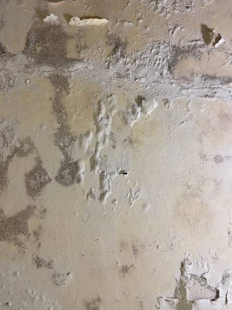 Best Fast Mold Removal  in Bonita, CA