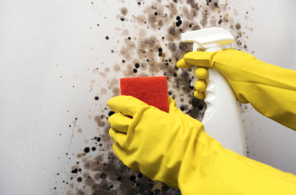 Best Mold Damage Repair  in Bonita, CA