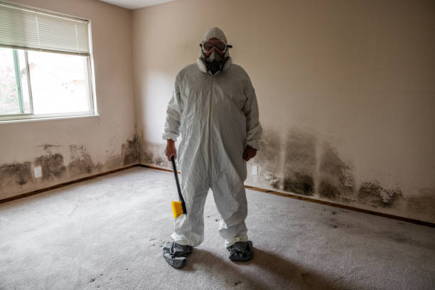 Best Mold Damage Repair  in Bonita, CA