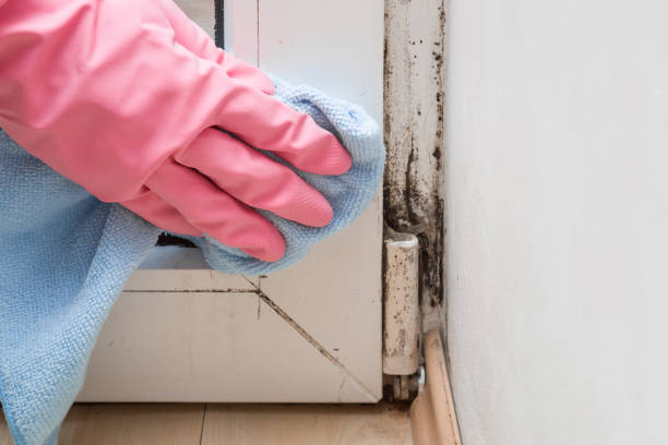 Best Office Mold Removal Services  in Bonita, CA