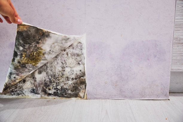 Best Local Mold Removal Service  in Bonita, CA